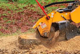 How Our Tree Care Process Works  in  Galveston, TX