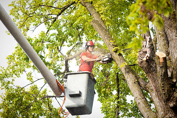 Best Palm Tree Trimming  in Galveston, TX